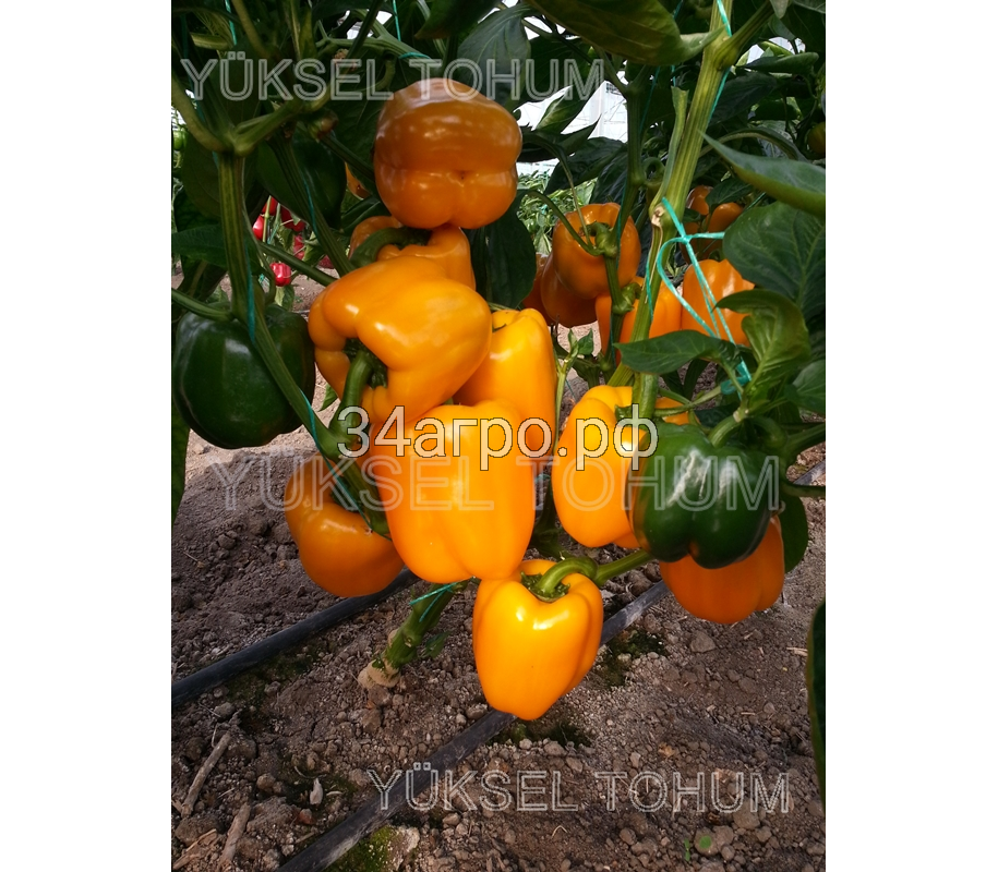 Перец сладкий Клементина F1 100 семян