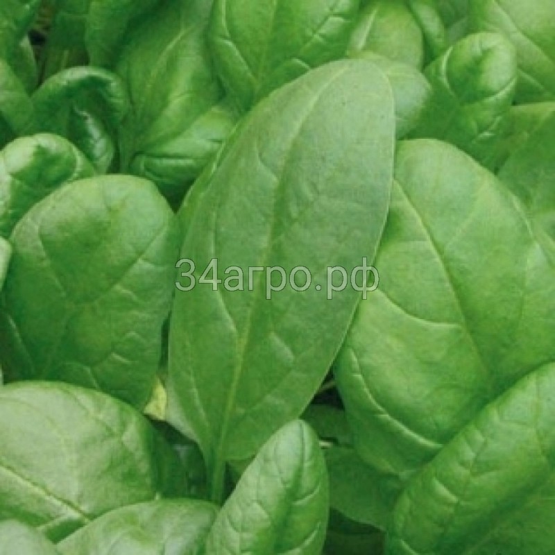 Шпинат Аполло F1 25 гр