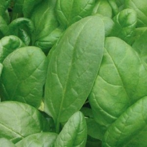 Шпинат Аполло F1  25 гр