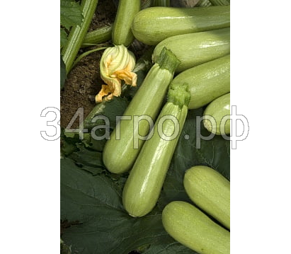 Кабачок Джетта F1 50 семян