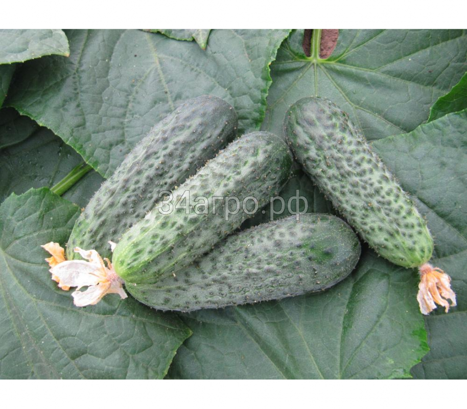 Огурец Беттина F1 50 семян
