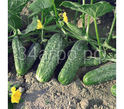 Огурец Криспина F1 50 семян