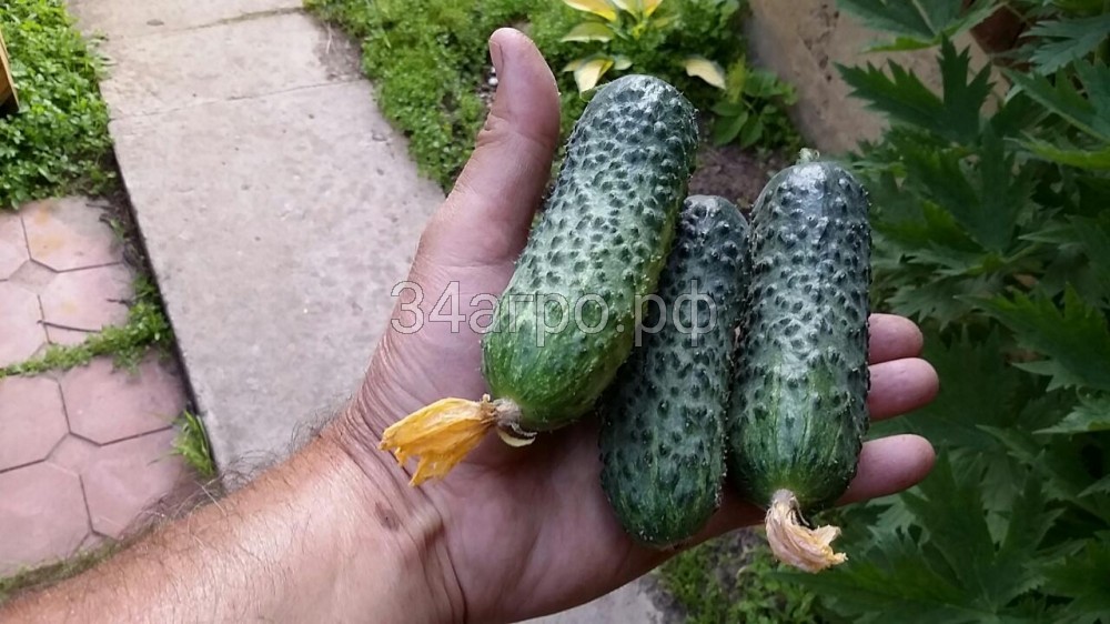 Огурец Пасалимо F1 50 семян