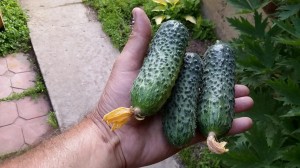 Огурец Пасалимо F1 50 семян