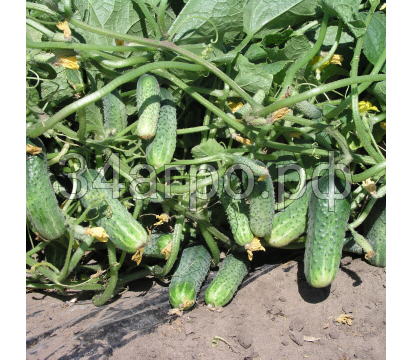 Огурец Сатина F1 50 семян