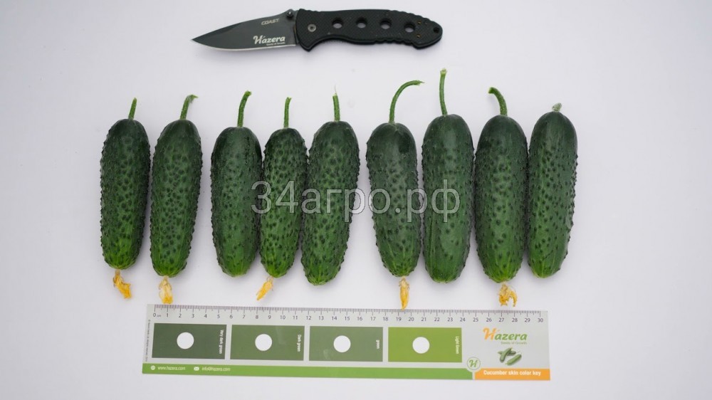 Огурец Спайк F1 100 семян