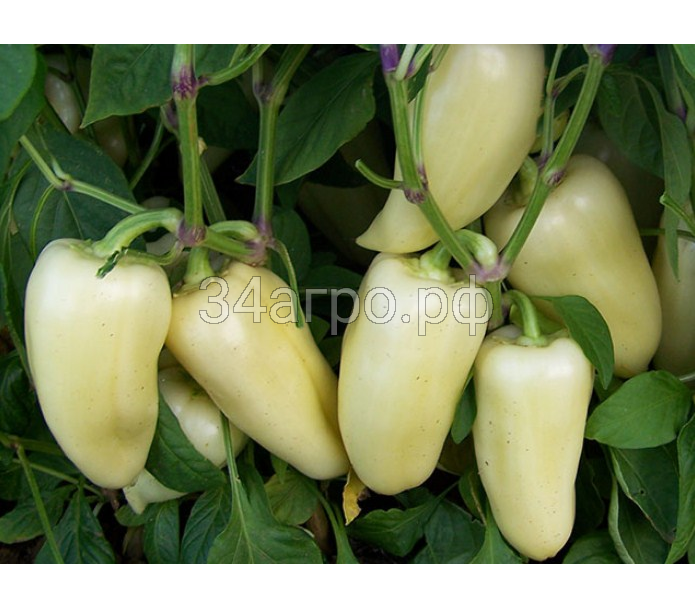 Перец сладкий Хаски F1 50 семян