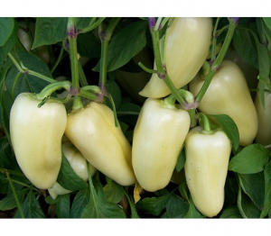 Перец сладкий Хаски F1 50 семян