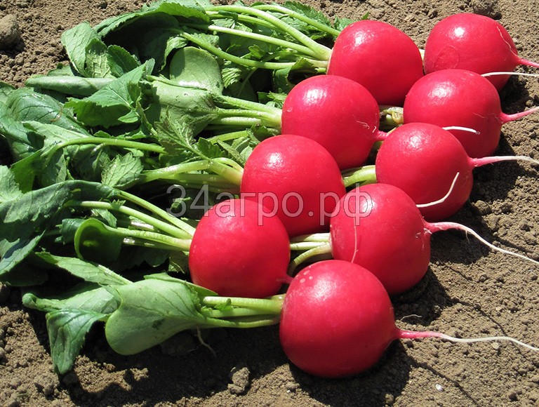 Редис Мелито F1 50 гр