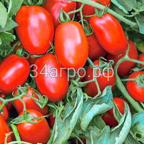 Томат Ретана F1 100 семян