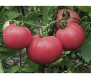 Томат Торбей F1 100 семян