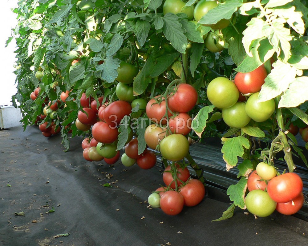 Томат Пинк Мани F1 25 семян