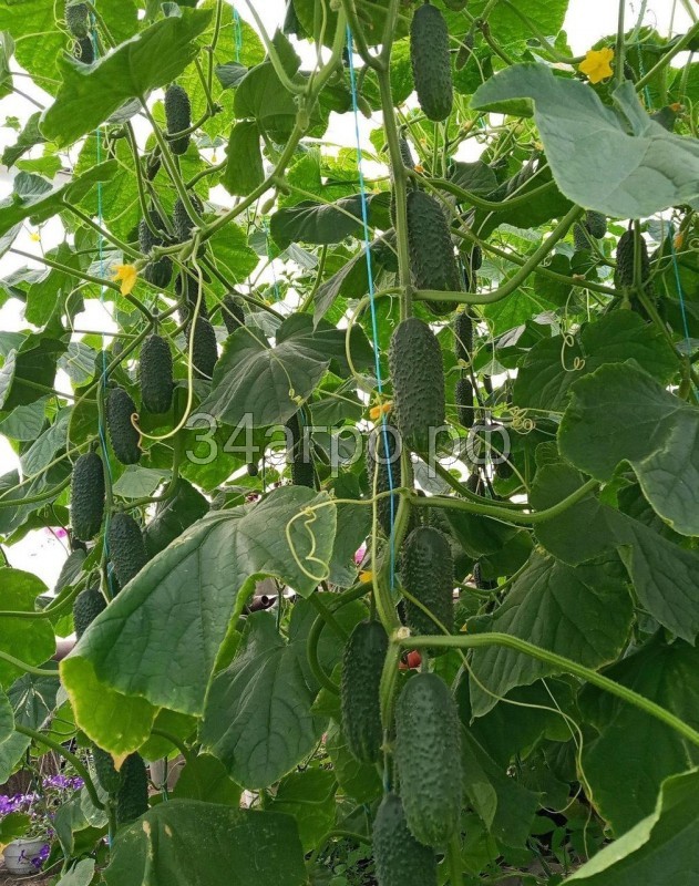 Огурец Лист F1 2500 семян