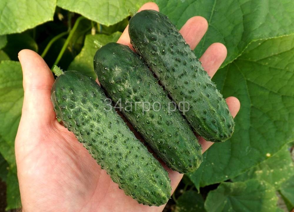Огурец Шкипер F1 500 семян