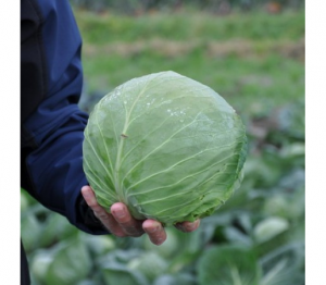 Капуста белокочанная Адема F1 2500 семян