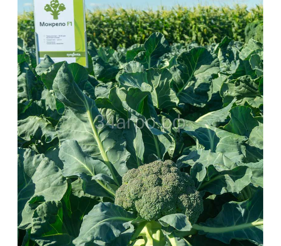 Капуста брокколи Монрелло F1 2500 семян