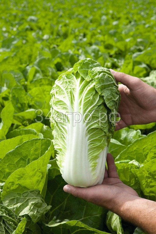Капуста пекинская Маноко F1 2500 семян