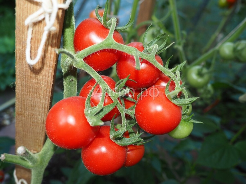 Томат Черри Блосэм F1 100 семян