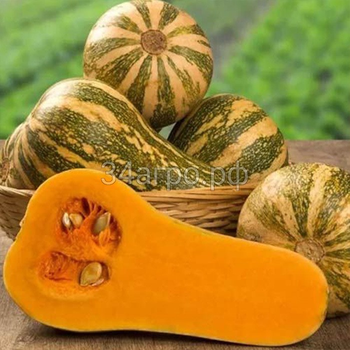 Тыква Барбара F1 100 семян