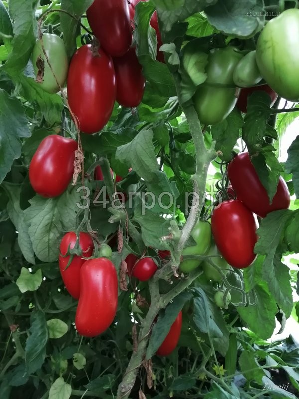 Томат Хайпил 108 F1 50 семян