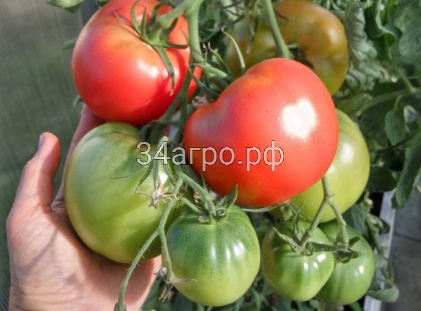 Томат Пинк Меджик F1 50 семян