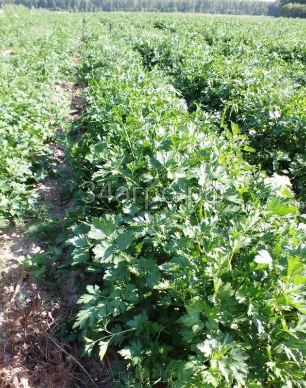 Петрушка Тайга 20 гр