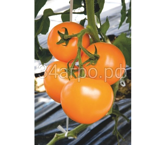 Томат TI-169 F1 50 семян