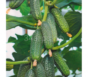 Огурец Страж F1 25 семян