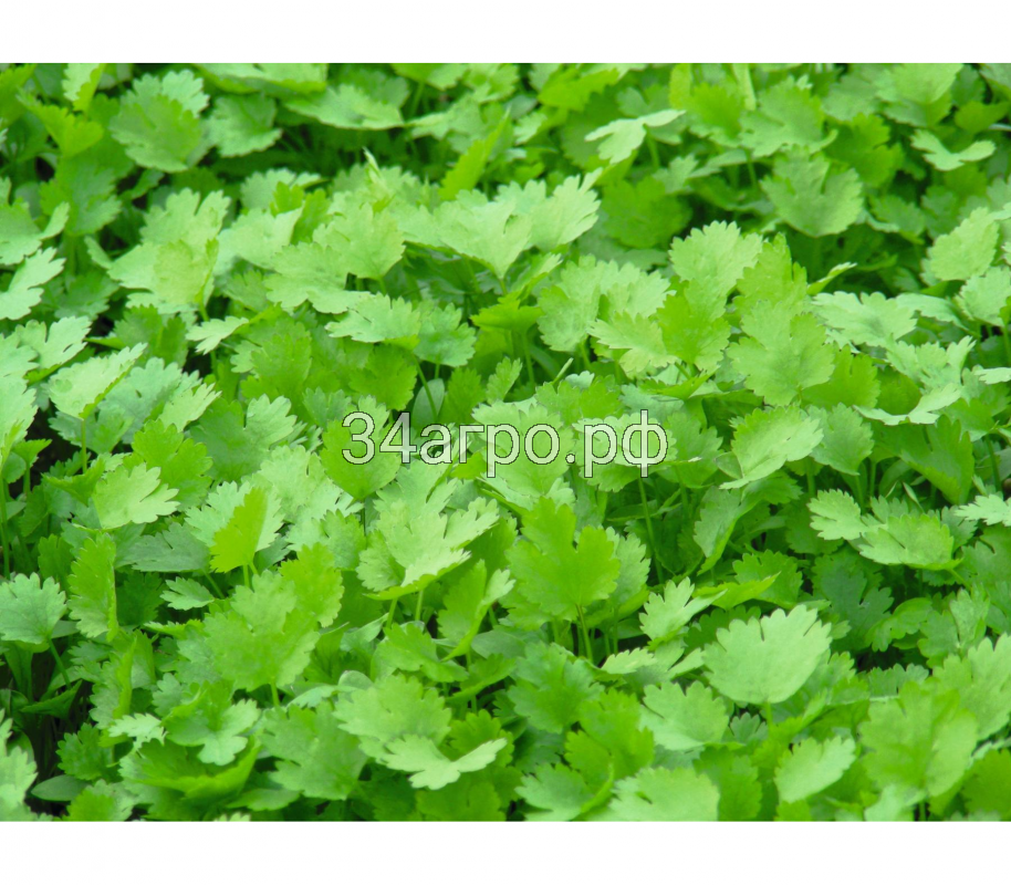 Кориандр Карибе 50 гр