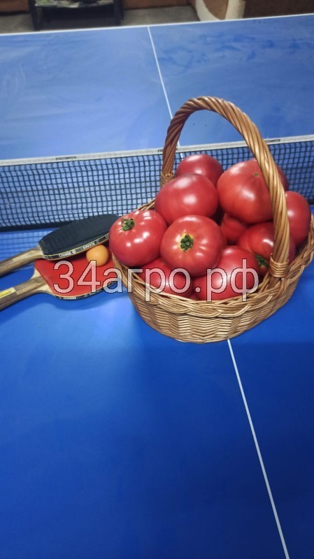 Томат Килато F1 25 семян