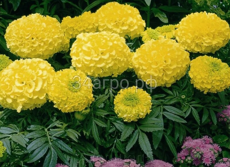 Бархатцы прямостоячие Антигуа Примроуз 100 семян