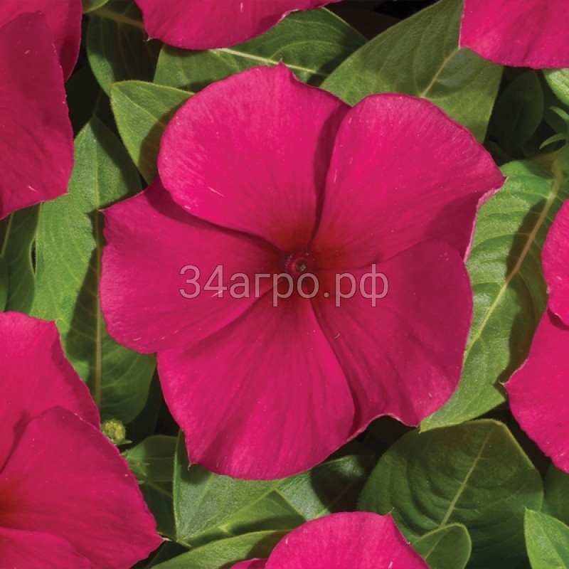 Катарантус Хитвэйв Бургунди 100 семян