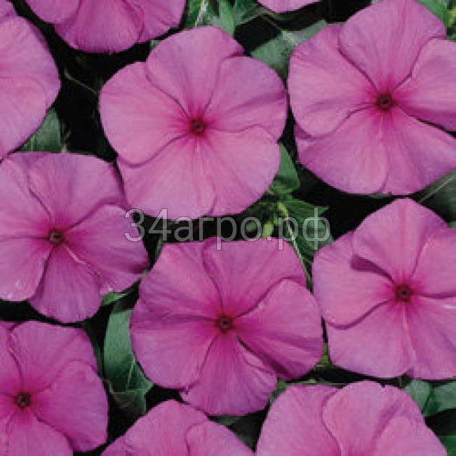 Катарантус Хитвэйв Грейп 100 семян