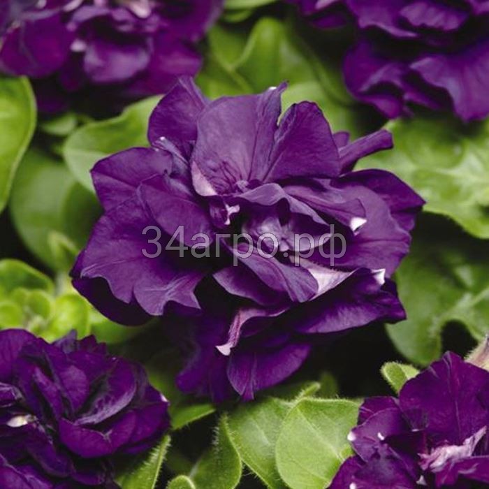 Петуния махровая Дуо Блю 100 драже