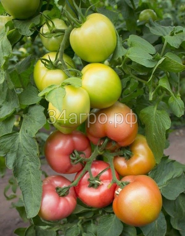 Томат Такадо (KS 38) F1 25 семян