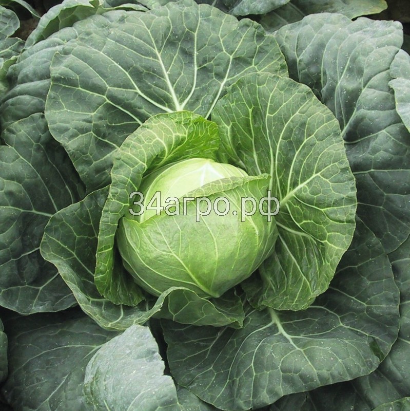 Капуста белокочанная Парел F1 100 семян