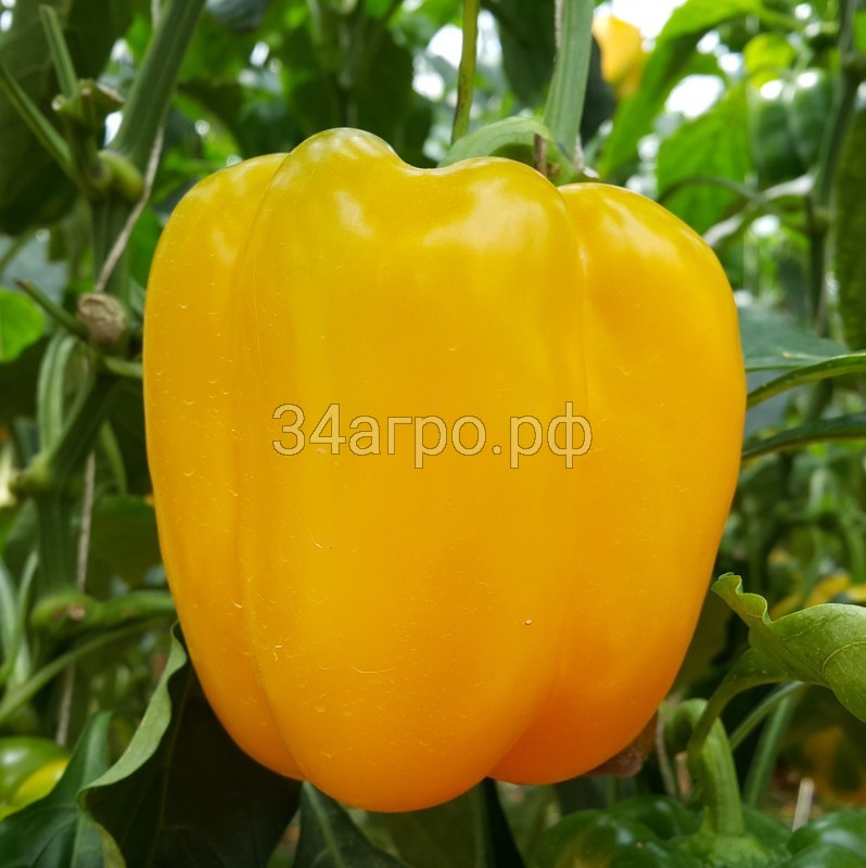 Перец сладкий Ченака F1 100 семян