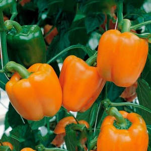 Перец сладкий Сенека F1 100 семян