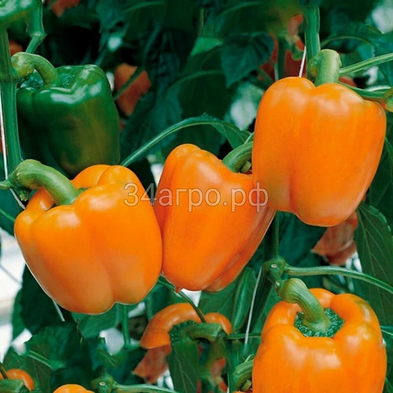 Перец сладкий Сенека F1 50 семян