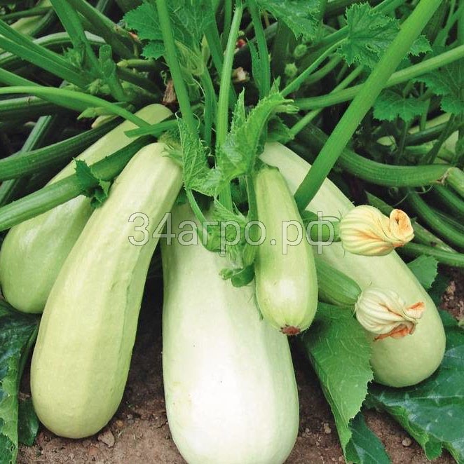 Кабачок Белоплодный 1 кг