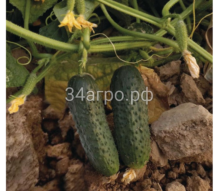 Огурец Туми F1 100 семян