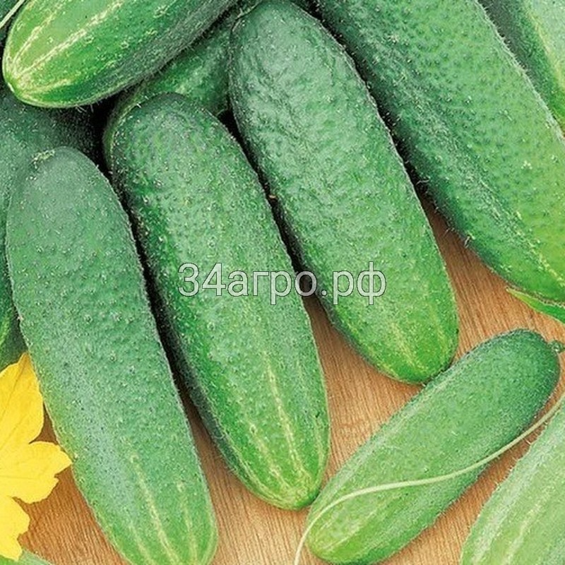 Огурец Вязниковский 37 20 гр