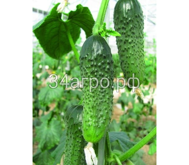 Огурец Сигурд F1 100 семян