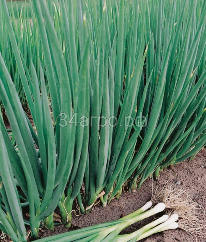 Лук батун Русский зимний 50 гр