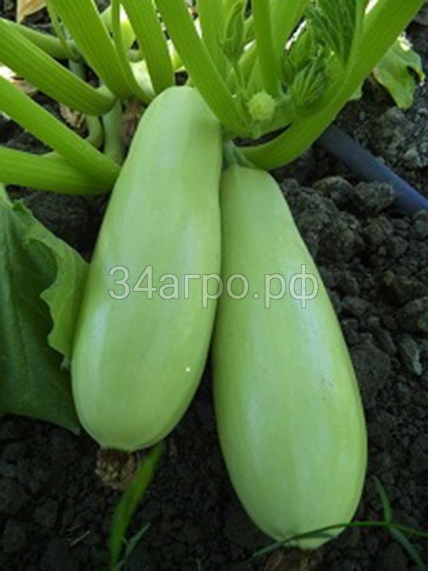 Кабачок Сосновский 50 гр.