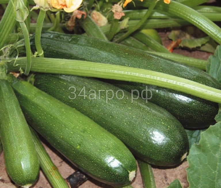 Кабачок цуккини Цукеша 20 гр.