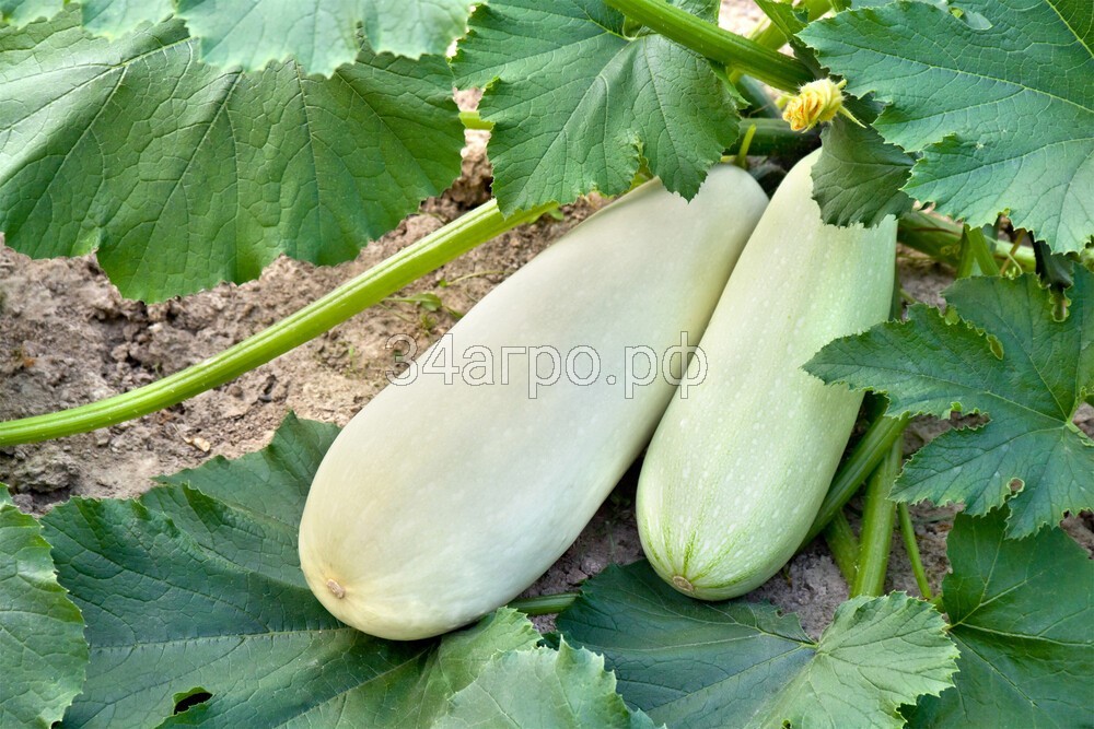 Кабачок Горный 1 кг