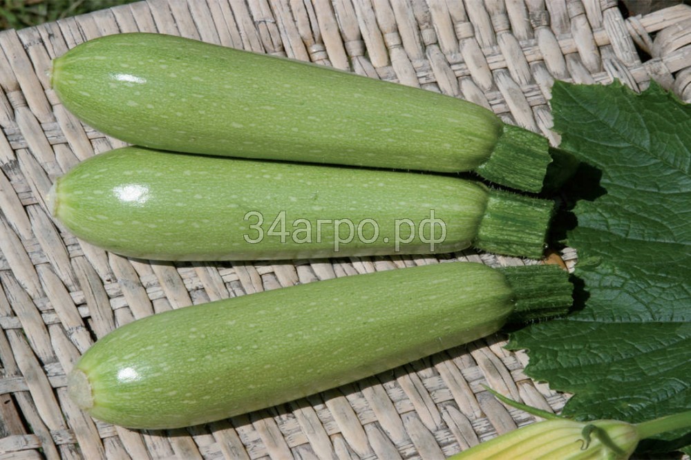 Кабачок Супер Грей F1 1 кг