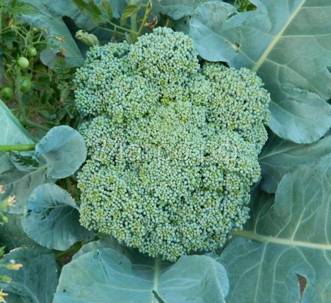 Капуста брокколи Тонус 20 гр.