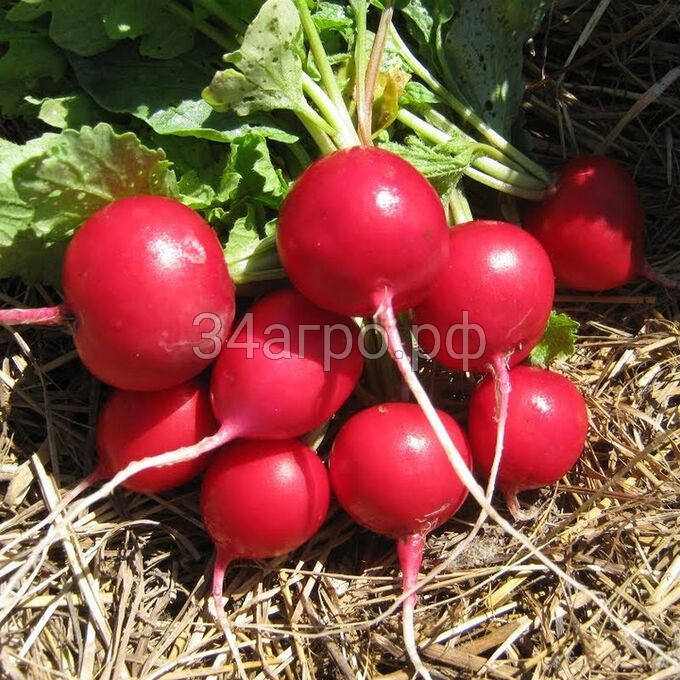 Редис Сакса 20 гр.